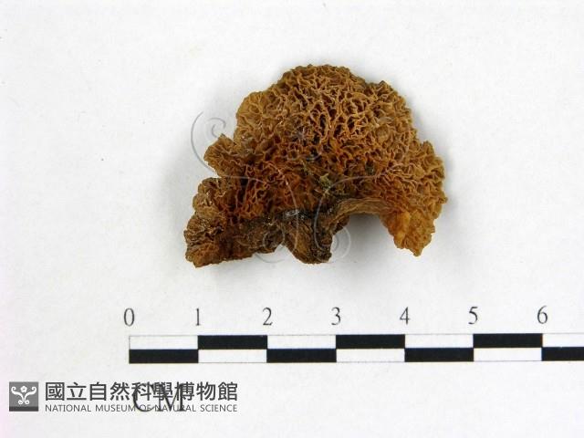 皺木耳藏品圖，第1張