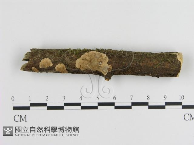 蜂窩菌屬藏品圖，第1張