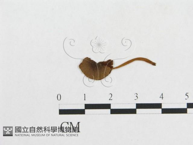 登錄號:F0011063藏品圖，第1張