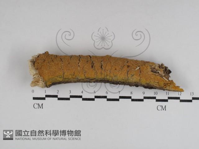 登錄號:F0031063藏品圖，第1張