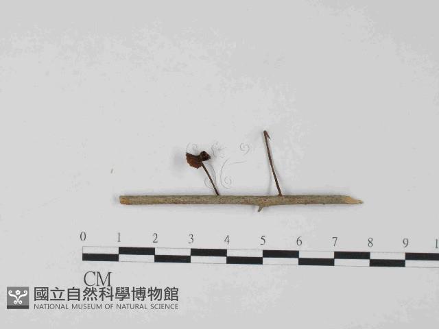 登錄號:F0024063藏品圖，第1張