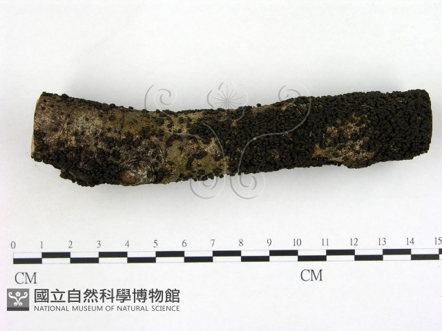 登錄號:F0004063藏品圖，第1張