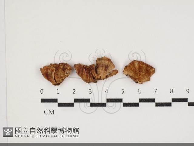 登錄號:F0034063藏品圖，第1張