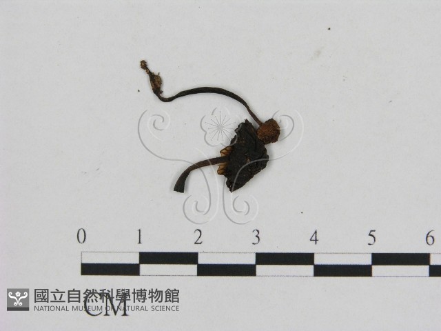 登錄號:F0002063藏品圖，第1張