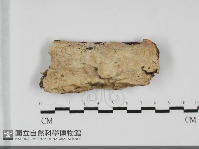 登錄號:F0032063藏品圖，第1張