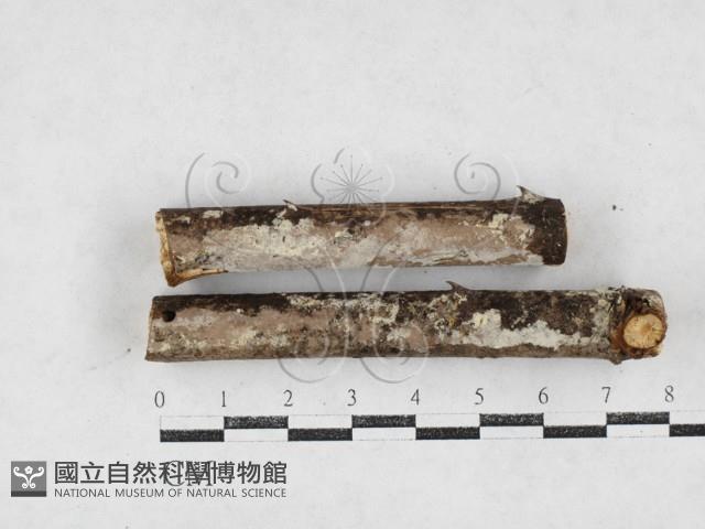 絲齒菌屬藏品圖，第1張