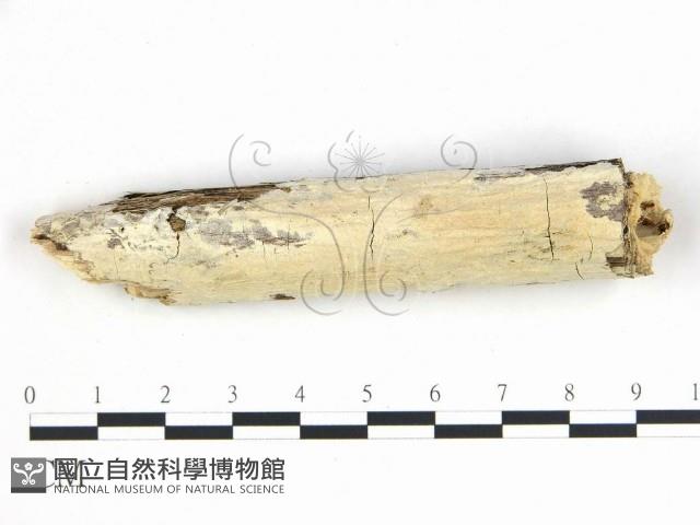 登錄號:F0017063藏品圖，第1張