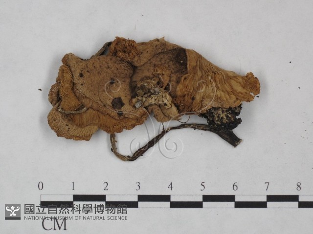 純黃白鬼傘藏品圖，第1張