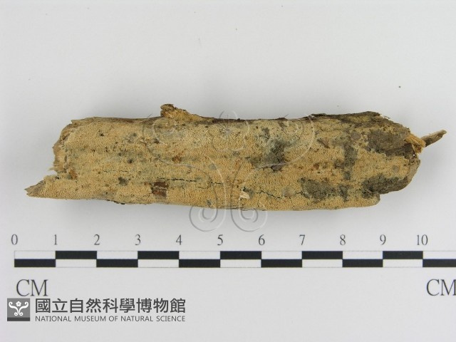 登錄號:F0005063藏品圖，第1張