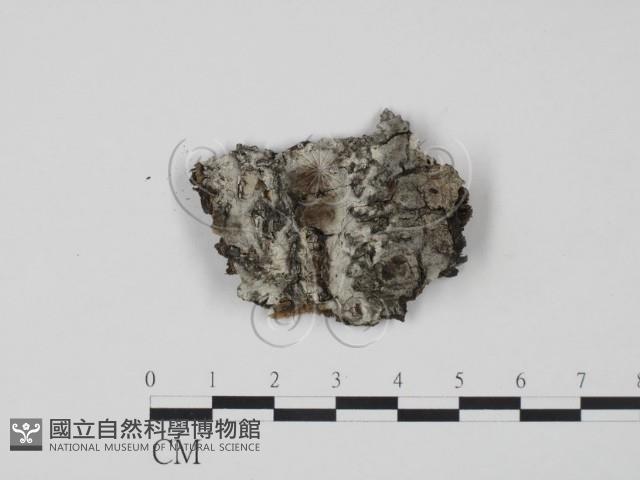 登錄號:F0015063藏品圖，第1張
