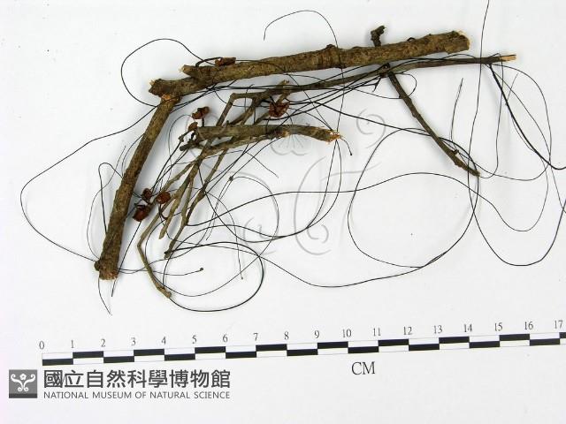 小皮傘屬藏品圖，第1張