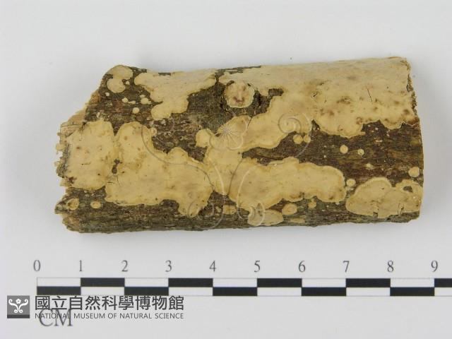 登錄號:F0003063藏品圖，第1張