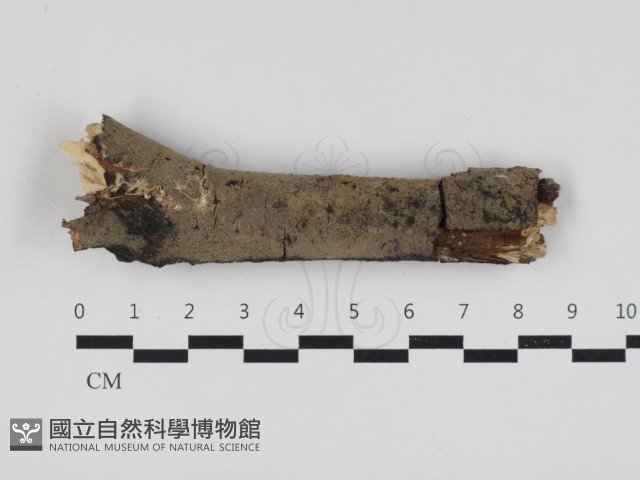 串擔革菌屬藏品圖，第1張