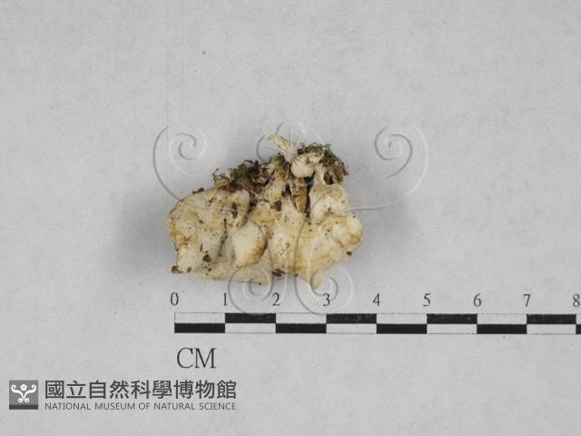 乾酪菌屬藏品圖，第1張