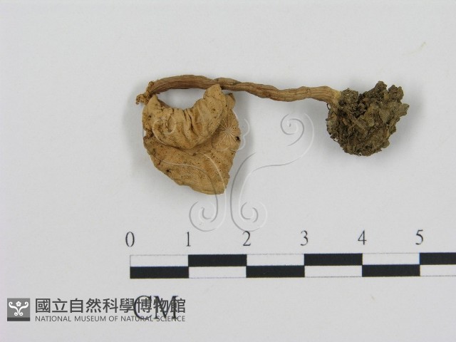 登錄號:F0008363藏品圖，第1張