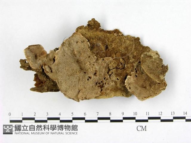 多年臥孔菌屬藏品圖，第1張