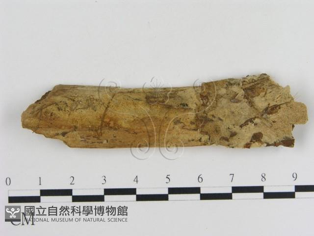 登錄號:F0010363藏品圖，第1張