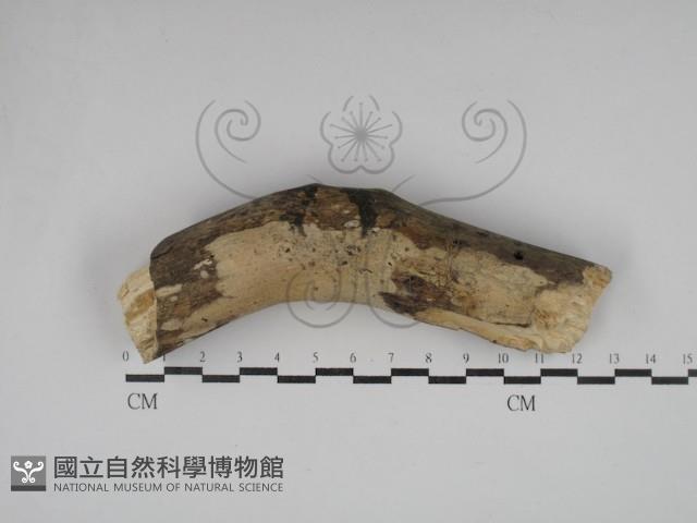 登錄號:F0030363藏品圖，第1張