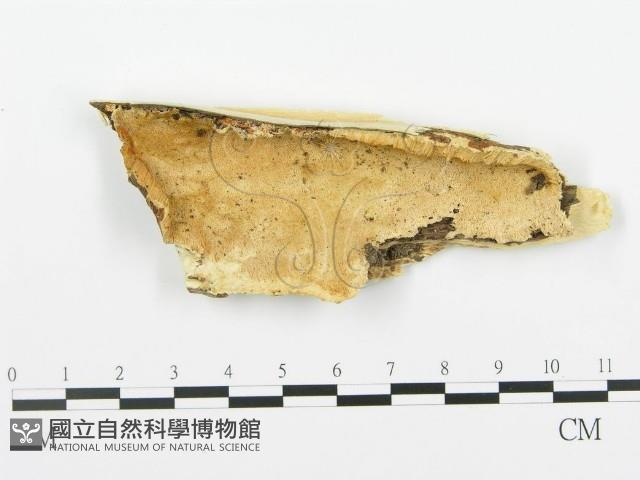 登錄號:F0006363藏品圖，第1張