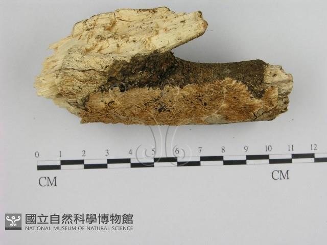 登錄號:F0016363藏品圖，第1張