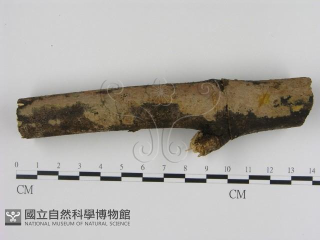 刺革菌屬藏品圖，第1張