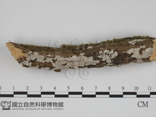 登錄號:F0001363藏品圖，第1張
