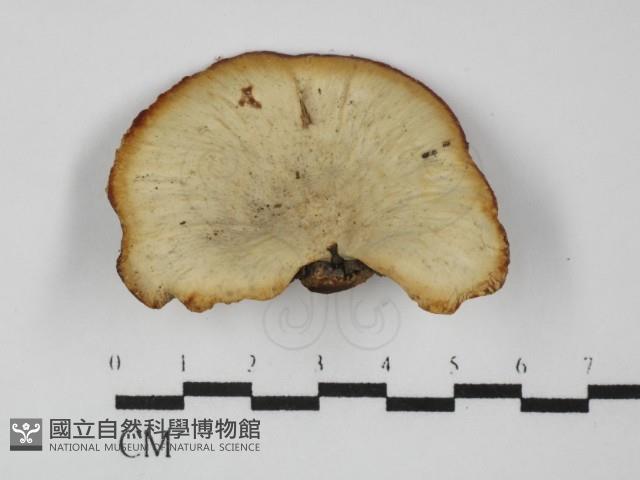多孔菌屬藏品圖，第1張