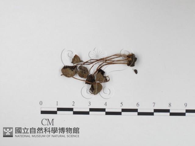 登錄號:F0024363藏品圖，第1張