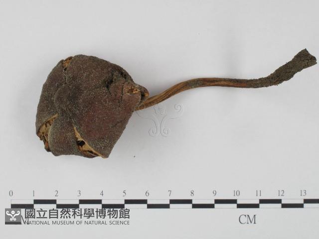 登錄號:F0004363藏品圖，第1張