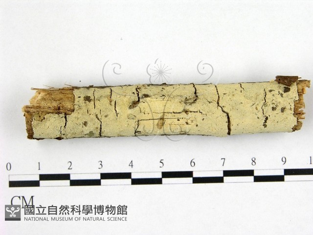 剛毛絲皮菌藏品圖，第1張