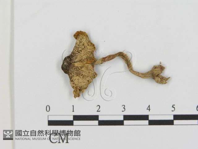 登錄號:F0002363藏品圖，第1張