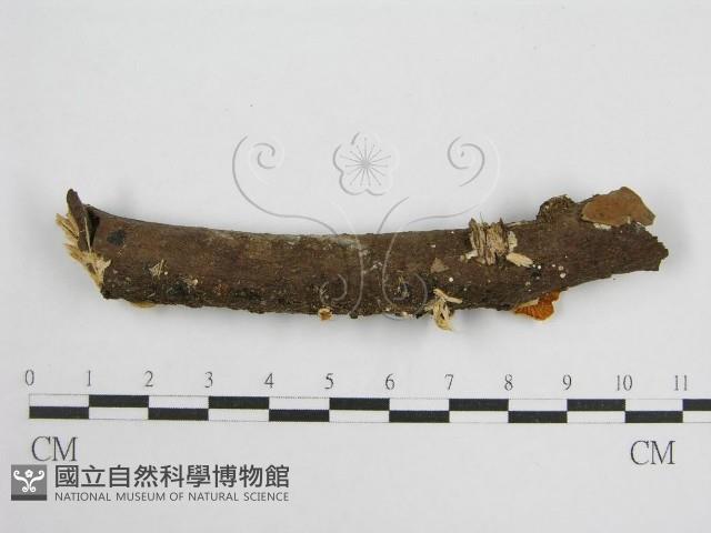 微皮傘屬藏品圖，第1張