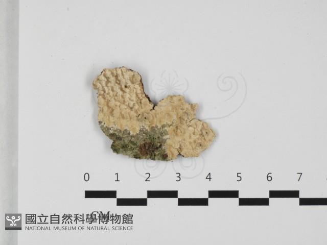 登錄號:F0032363藏品圖，第1張