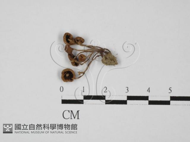 登錄號:F0027363藏品圖，第1張