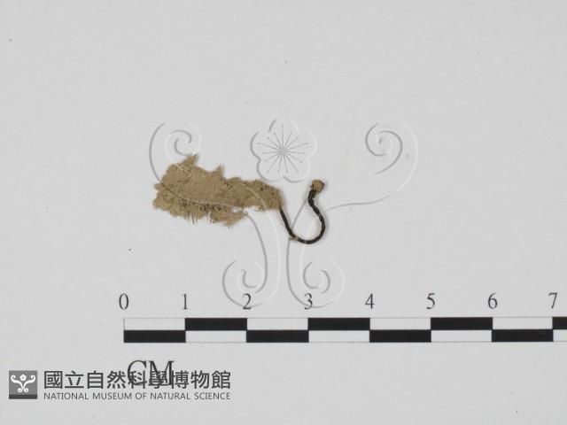 炭角菌屬藏品圖，第1張