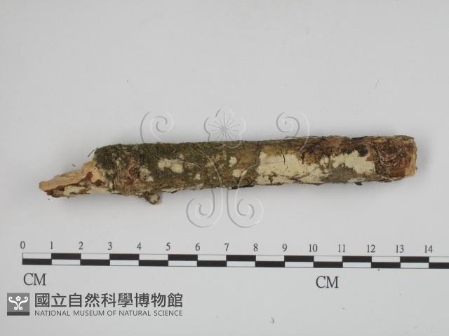 登錄號:F0005363藏品圖，第1張