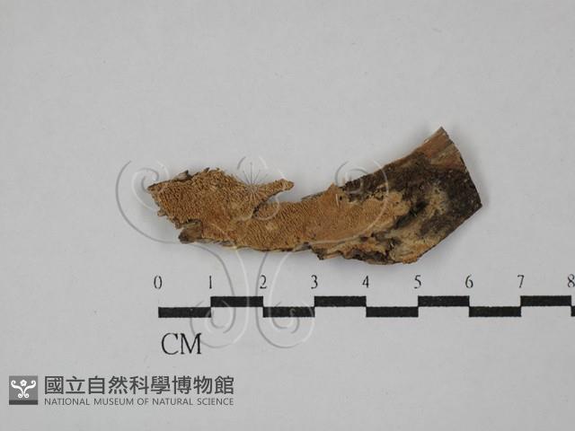 登錄號:F0029363藏品圖，第1張