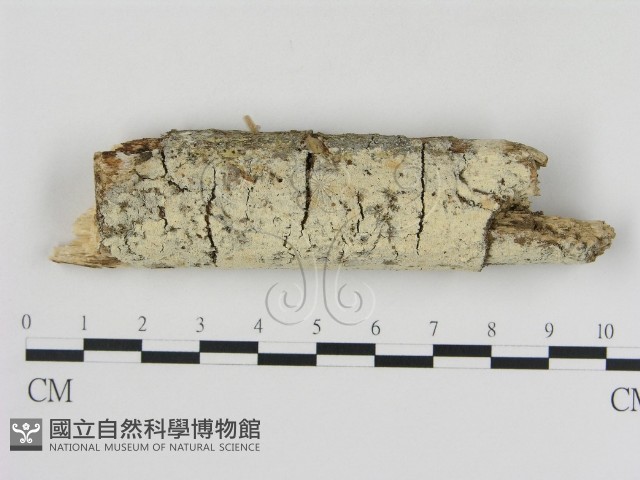 登錄號:F0009363藏品圖，第1張