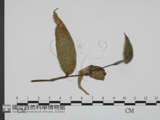 館號:F0019363藏品圖，第1張