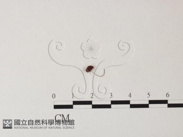 登錄號:F0013363藏品圖，第1張