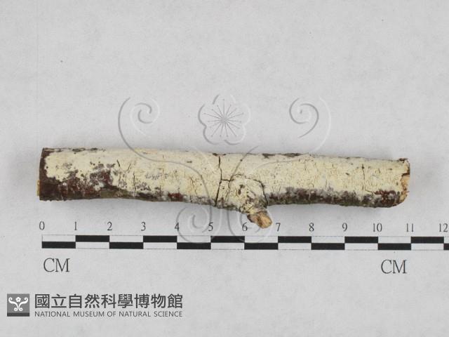 登錄號:F0028223藏品圖，第1張