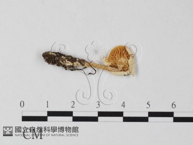 登錄號:F0016223藏品圖，第1張