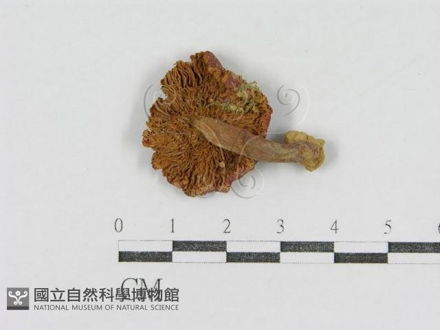 登錄號:F0011223藏品圖，第1張