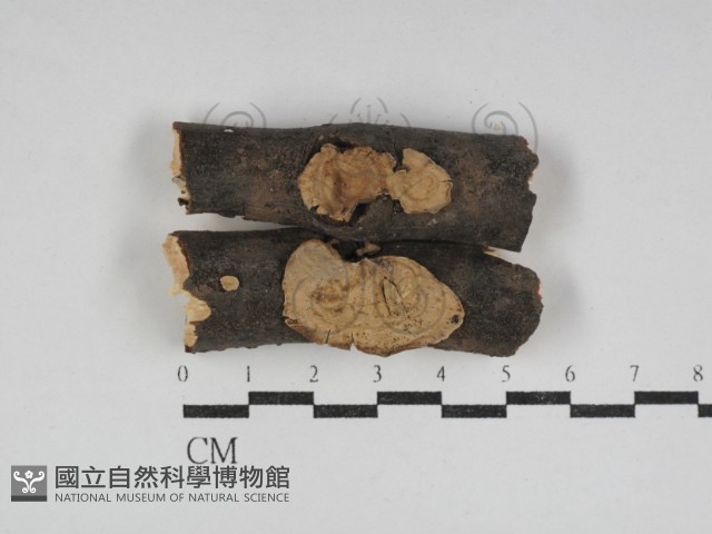 刺皮菌屬藏品圖，第1張