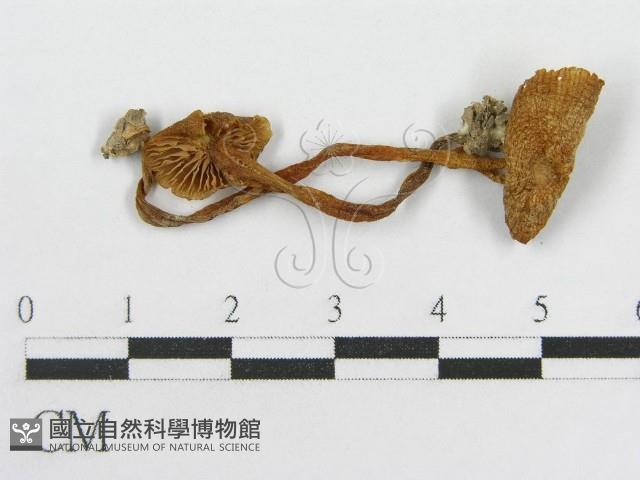 粉褶菌屬藏品圖，第1張