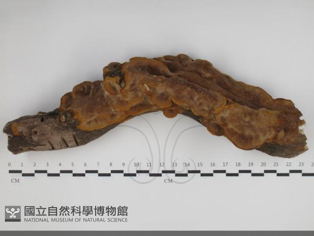 登錄號:F0034223藏品圖，第1張