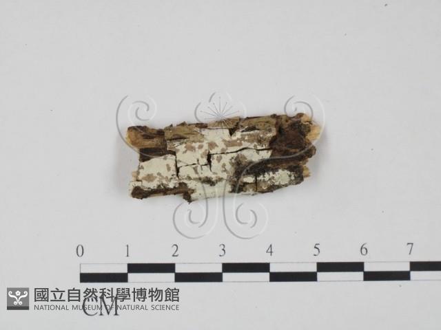 冇骨消絲齒菌藏品圖，第1張