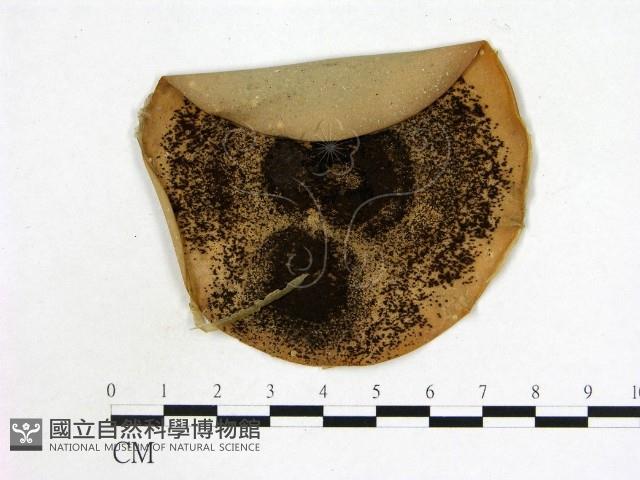 登錄號:F0002223藏品圖，第1張