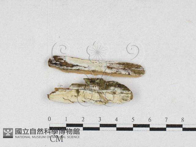 骨皮菌屬藏品圖，第1張