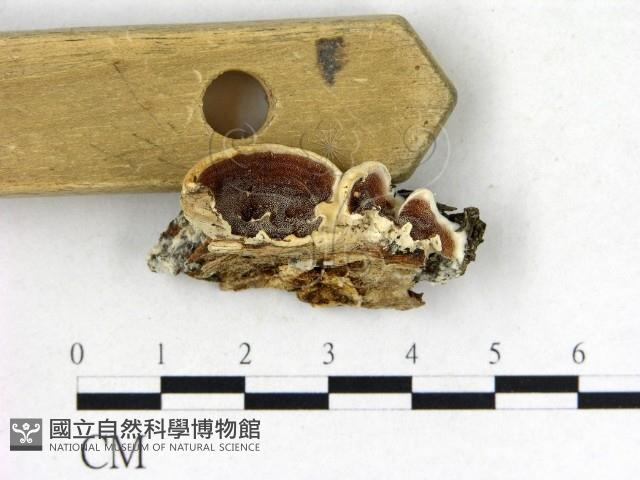 登錄號:F0017223藏品圖，第1張